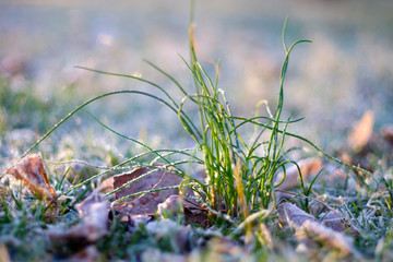 green grass with frost