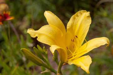lemon yellow daylily