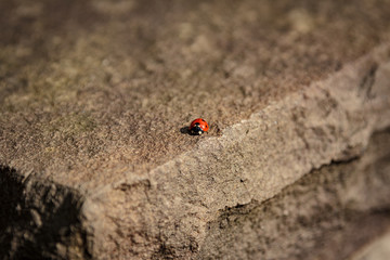 A Coccinellidae or ladybug on a stone