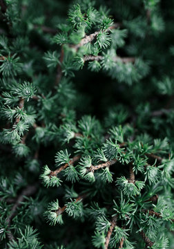 Mountain pine (Pinus mugo Mops )