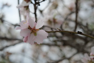 Blooming Almond Trees and flovers field