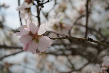 Blooming Almond Trees and flovers field