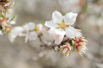 Blooming Almond Trees and flovers field
