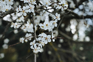 Tree branches with flowers with cherry branches . Spring time 