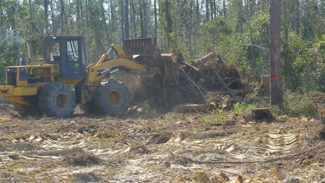 Front end loader pushes dead cut trees into a large pile to burn