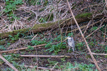 Grey Heron (Ardea cinerea), Lagan River, Belfast, Northern Ireland