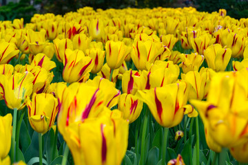 Obraz premium Spring background with beautiful yellow tulips