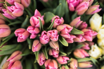 Obraz premium Bunch of Tulips