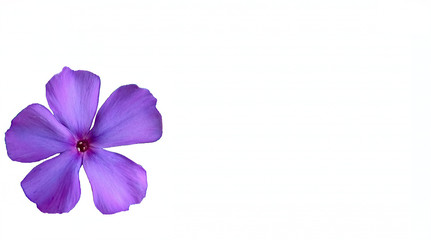 lilac Phlox flower on a white background with space for text.illustration.