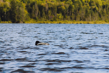 Loon on Long Pond 1