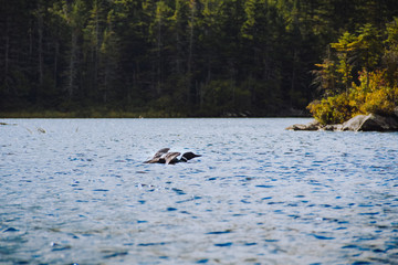 Loon on Long Pond 3