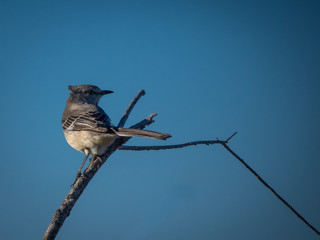 Wildlife