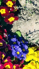 Obraz na płótnie Canvas Primrose Primula Vulgaris blossom. Multicolor Country Garden Primula Flowers, top view. Multicolored summer background. Bright colors of nature.