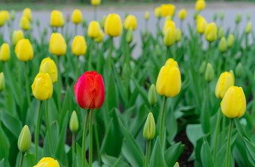 Fototapeta premium Red tulip in a flowerbed with yellow tulips.