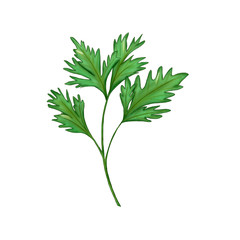 green parsley branch jpeg 300dpi