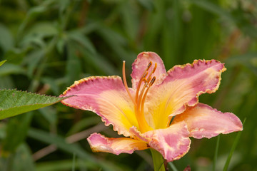 pink yellow ruffle daylily