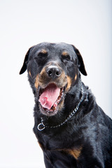 Retrato en estudio fotográfico de perro Rottweiler, con una cara simpática sobre fondo blanco.