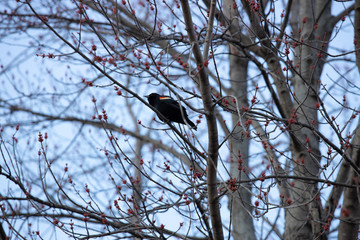 blackbird on a branch