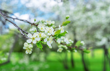 Blooming apple tree. White flowers of an apple tree on a branch.