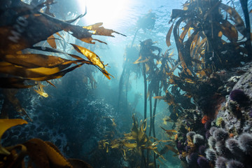 Fototapeta na wymiar kelp forest of the South African coastline