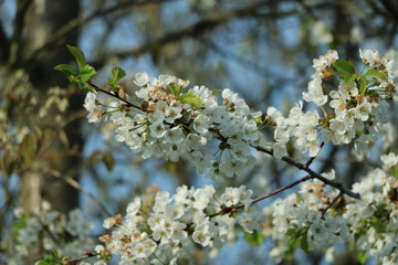 weiße Blumen, weißer Baum, weißer blühender Baum, Cashewblume, Quittenblume, Pflaumenblume, Frühling, Knospe