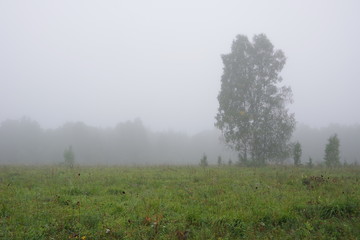 Wet landscape with a lonely tree in the morning fog, late summer or early autumn. Beautiful farm landscape in the fog