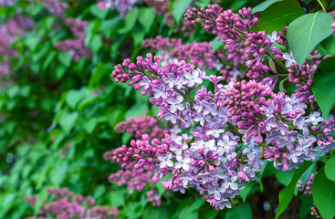 Blooming lilac. A branch of blooming lilac in the city garden.