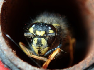 macro of a fly