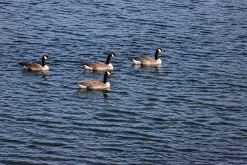 canada geese swimming in the lake