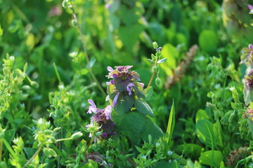 wilde Gänseblümchen