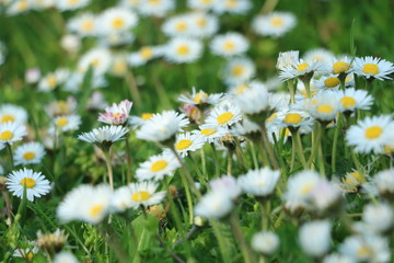 wilde G&auml;nsebl&uuml;mchen