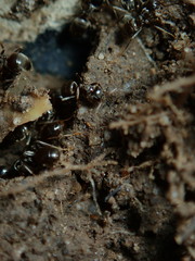 spider on the ground