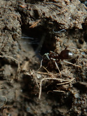 ant on the ground