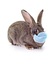 Rabbit in the medical mask.