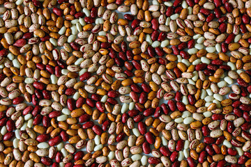 Phaseolus. Bright multi-colored beans. Background. A complete source of vegetable protein in vegetarianism.