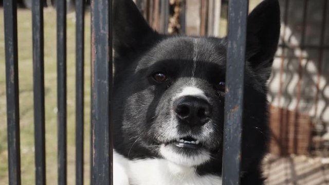 An angry dog barks while sitting in an aviary.