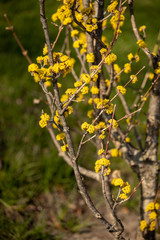 yellow flowers on a branch
