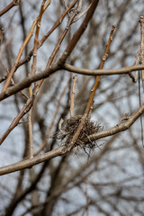 Nest in a tree