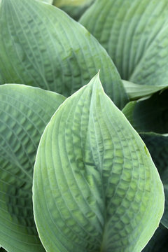 Green Hosta Leaves