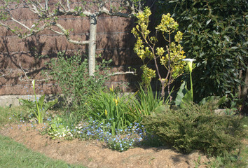 massif floral au printemps ,et arbre fruitier