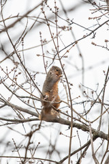 Hungry Squirrel