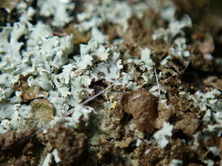 ants on a leaf