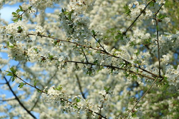 weiße Blumen, weißer Baum, weißer blühender Baum, Cashewblume, Quittenblume, Pflaumenblume, Frühling, Knospe