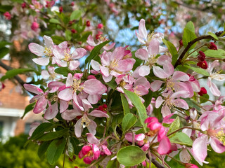Fototapeta na wymiar Pink cherry blossoms background in spring season