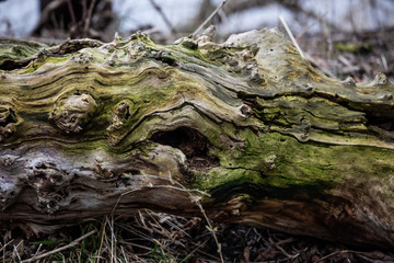 Moss on tree