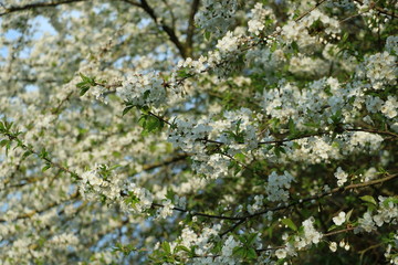 weiße Blumen, weißer Baum, weißer blühender Baum, Cashewblume, Quittenblume, Pflaumenblume, Frühling, Knospe