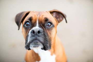 Dog playing on the beach