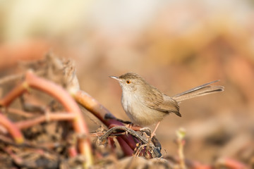 Graceful Prinia in a farm in Bahrain