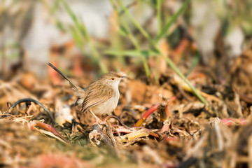 Graceful Prinia in a farm in Bahrain