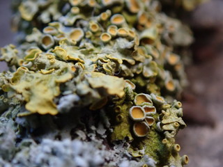 lichen on a tree trunk